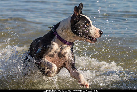 dog playing in water