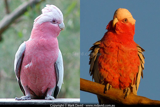 Galahs