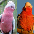 galahs