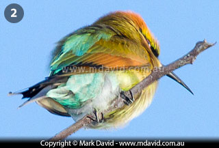Rainbow Bee-eater