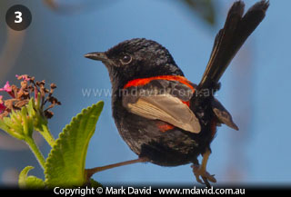 Red-backed Fairy-wren