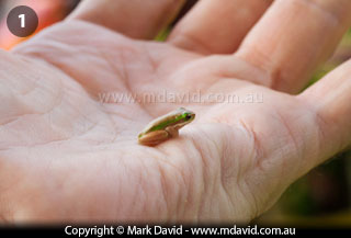 Really small frogs