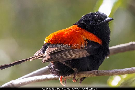 Red-backed Fairy-wren