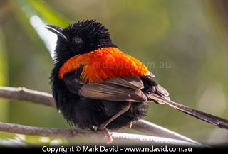 Red-backed Fairy Wren