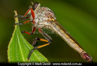 Robber Fly