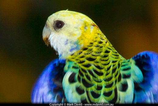 Pale-headed Rosella