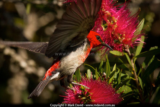 Scarlet Honeyeater