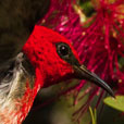Scarlet Honeyeater