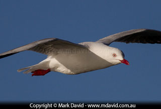 Silver Gull