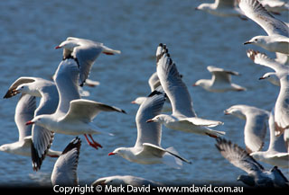 Seagulls