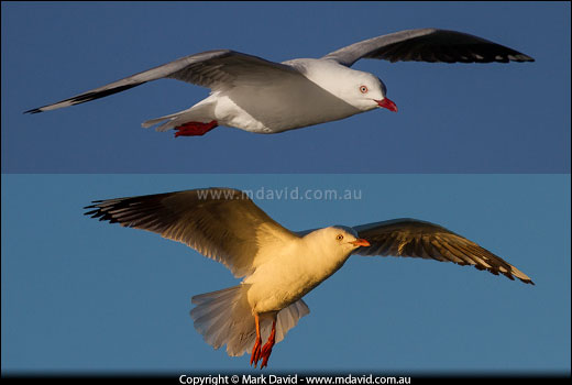 Silver Gulls