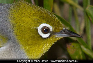 Silvereye