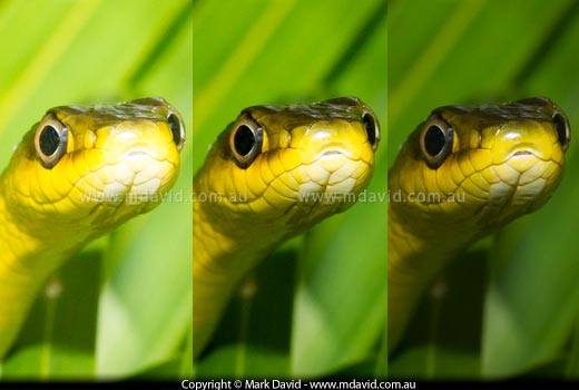 Green Tree Snake