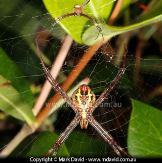 St Andrews Cross spiders