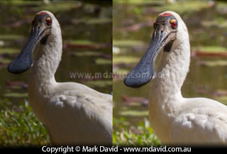Royal Spoonbill