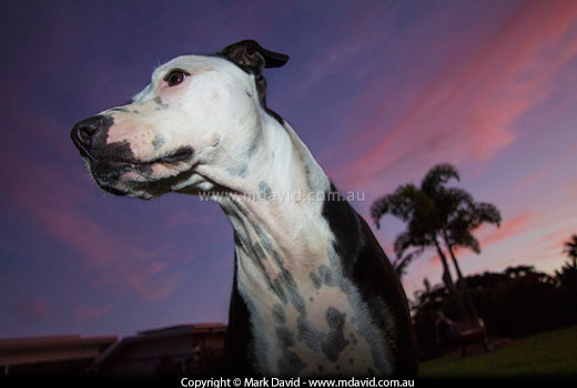 dog and approaching storm