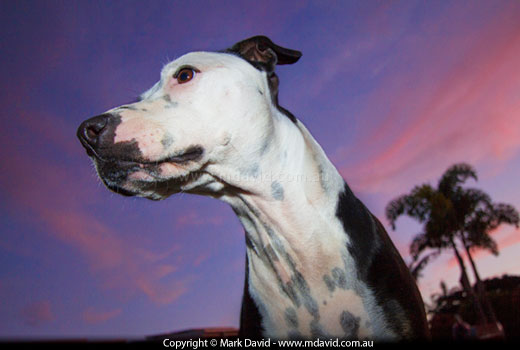 dog