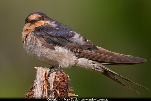 Welcomlm Swallow