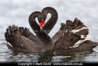 Black Swans