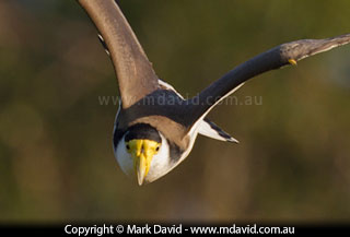 Masked Lapwing swooping