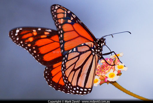 butterfly