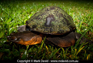Freshwater turtle tinted yellow by the colour of the torch light
