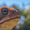Cane Toad