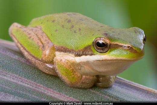 frog