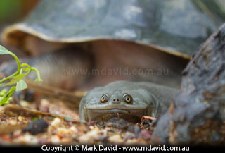freshwater turtle