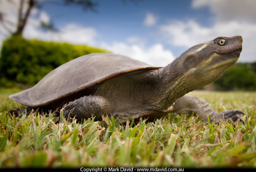 Freshwater turtle