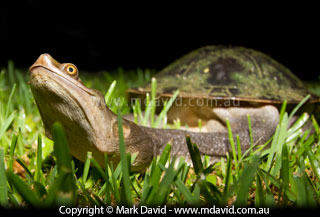 Freshwater Turtle