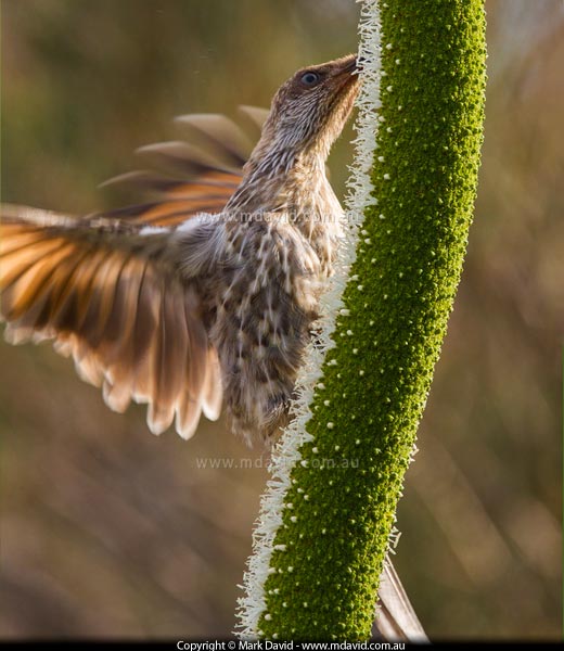 Little Wattlebird