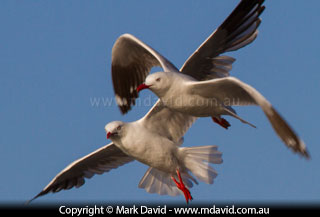 Silver Gulls