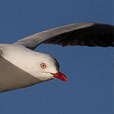 seagull