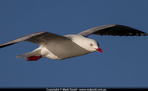 seagull