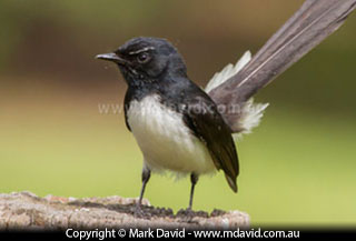 Willie Wagtail