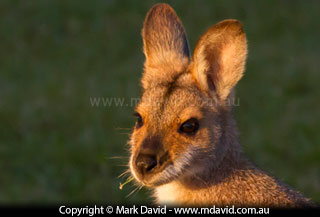 Pretty-faced Wallaby