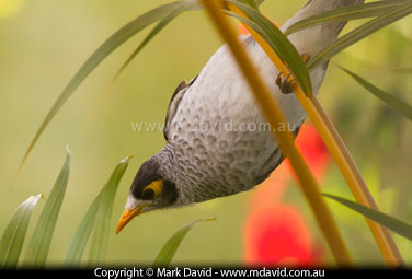 Noisy Miner