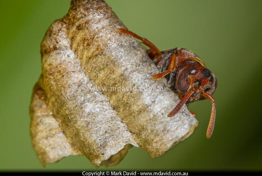 paper wasp