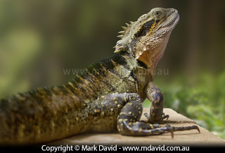 Water Dragon