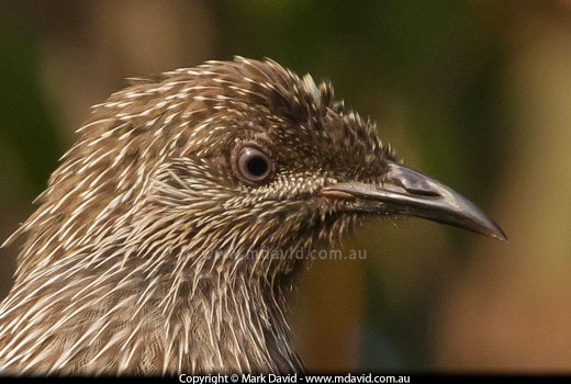 Little Wattle Bird