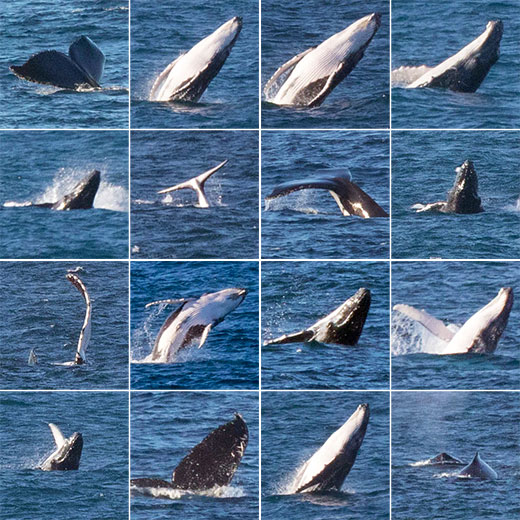 Humpback Whales