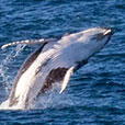 Humpbak Whale