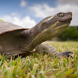 dog watching the sky