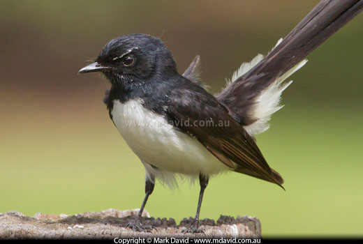 Willy Wagtail