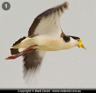 Masked Lapwing