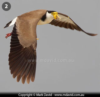 Masked Lapwing