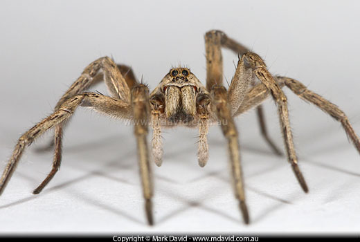 Wolf Spider