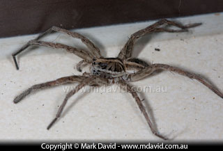 Wolf Spider