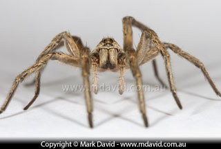 Wolf Spider